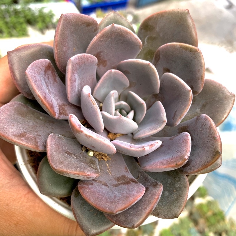 SEN ĐÁ CÚC HỒNG CHẬU TO 10cm FREESHIP  ĐÃ THUẦN XỨ NÓNG SIU CUTE CHUẨN SIZE TRUNG