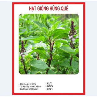 Combo 9 gói hạt giống rau thơm dễ trồng