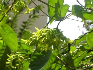 Cây giống thiên lý siêu hoa