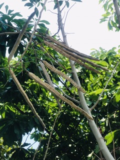 20 Hạt giống cây Chùm ngây
