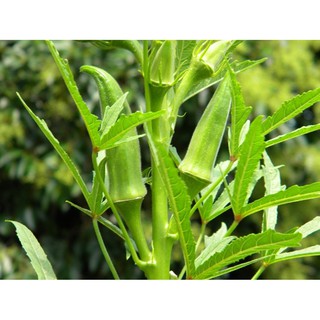 Hạt giống Đậu bắp