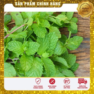 Bộ gói hạt giống Húng bạc hà (húng lủi)