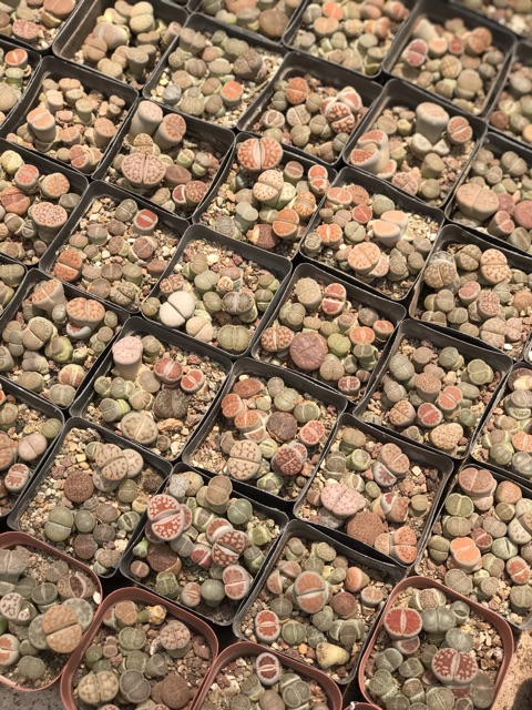 Hoa đá thạch lam liptop