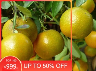 Cây QUẤT CHUA , đang quả, sắp quả, cây to khoẻ, sai quả,