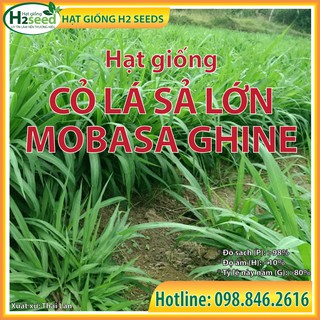 Cỏ xả lá lớn ghine mombasa gói 100g - Hạt giống cỏ chăn nuôi thỏ, cá, bò, trâu, dê ... chất lượng cao, giàu dinh dưỡng