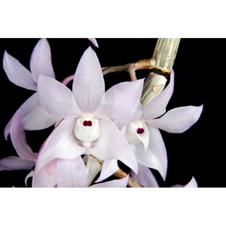 Hoa phong lan hoàng thảo thập hoa