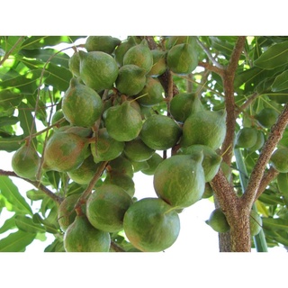 Cây giống Mắc Ca cao 60-80cm (ảnh thật) .