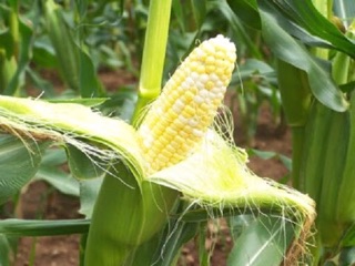 Hạt giống bắp mỹ