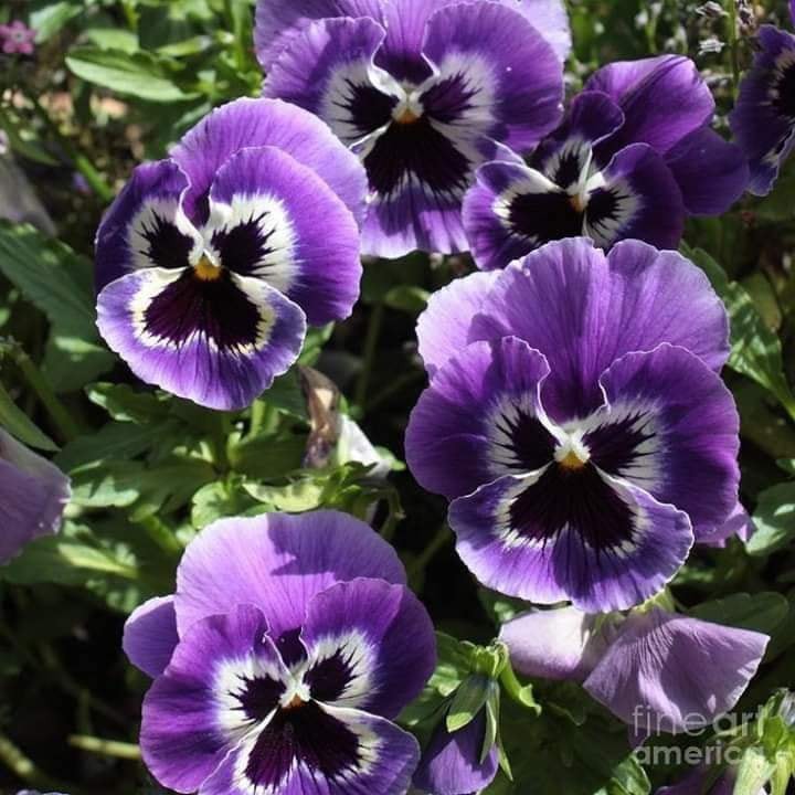 Hạt giống hoa Pansy mix màu.