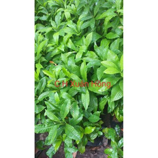 phân bò thô bịch 5dm3 (1kg.)