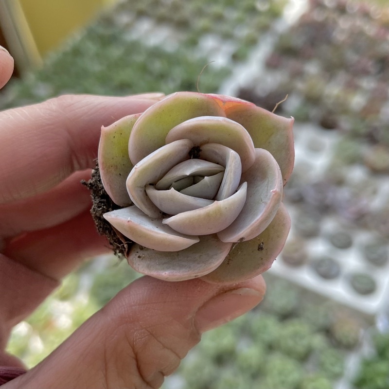 Sen Đá Lola Hồng Mini