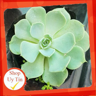 sen đá đất xanh🍏 |FREESHIP| 🔥 XỨ NÓNG, ĐÃ THUẦN KHÍ HẬU, KHOẺ ĐẸP 🍏 LỖI 1 ĐỔI 1