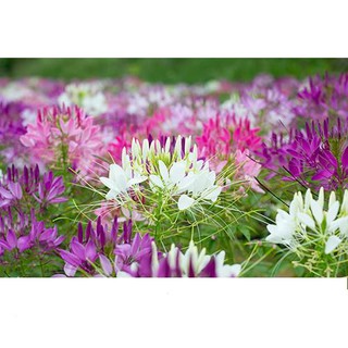Hạt Giống Hồng Ri Nhiều Màu