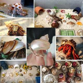 vỏ ốc trang trí