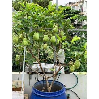 Ổi thái .... chậu lớn