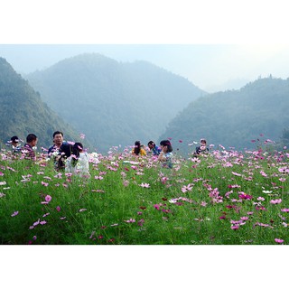 Hạt giống hoa Sao Nhái (100 hạt)