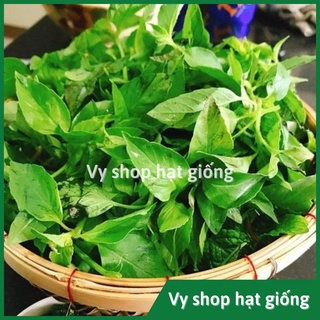 Hạt giống lá é trắng Thái Lan gói 600 hạt