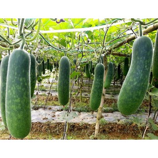 Trà Bí Đao Khô 500gr Thơm Ngon