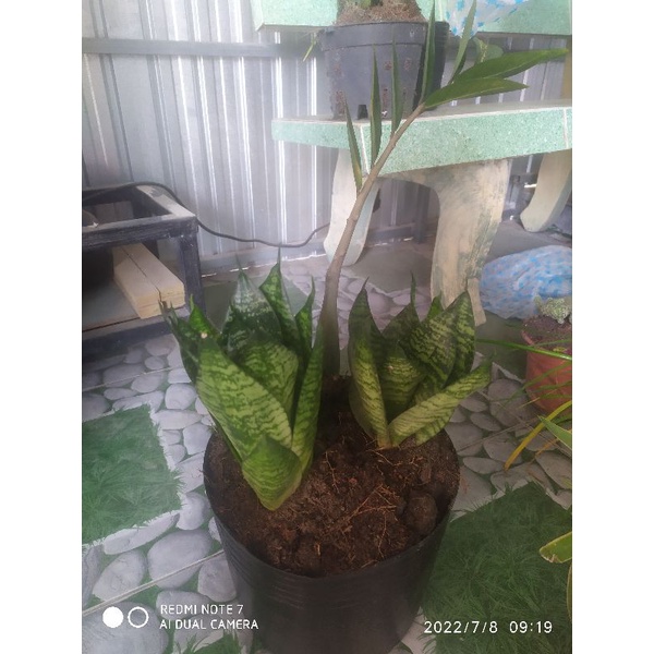 Cây lưỡi hổ xanh - Cây lưỡi mèo có bầu đất