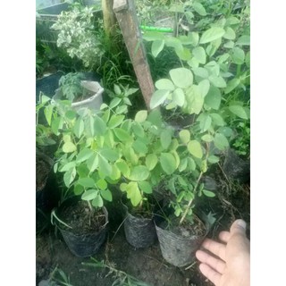 Cây hoa đậu biếc đang ra hoa
