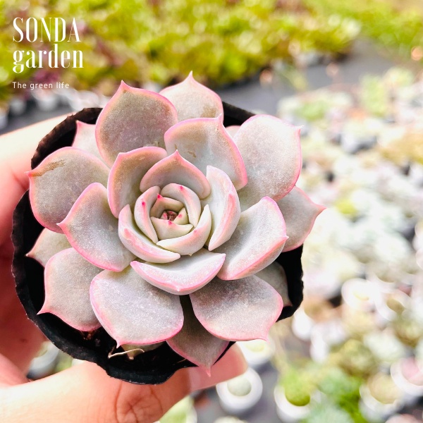 Sen đá hồng cánh cứng SONDA GARDEN size bé 5-8cm, xuất xứ Đà Lạt, khoẻ đẹp, lỗi 1 đổi 1