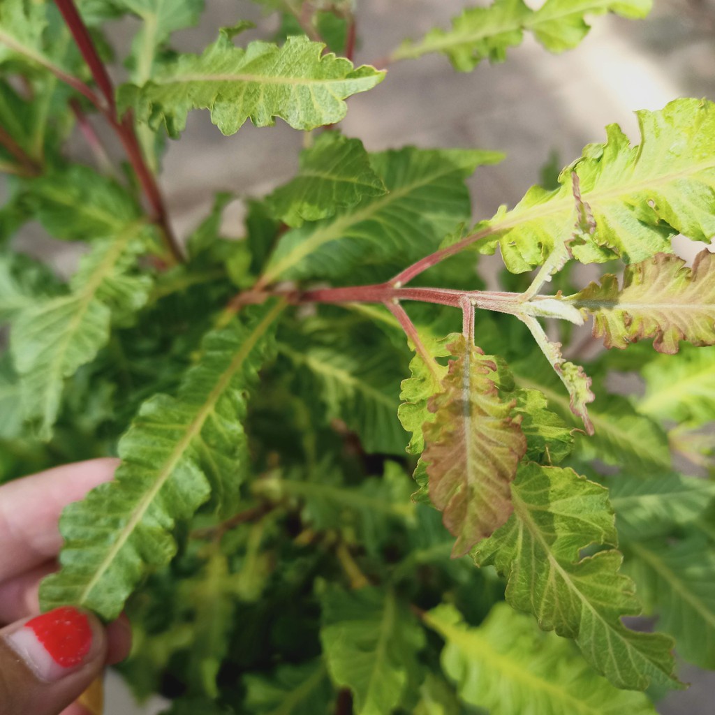 Cây ổi đuôi phụng đang hoa, bộ rễ ổn định, tán sum cây khỏe mạnh - Summer Garden