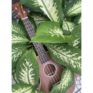 Đàn Ukulele Concert Gỗ Viền [Ảnh thật chính chủ]