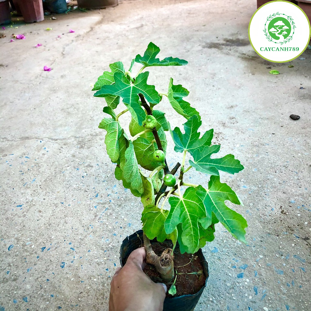 Cây sung mỹ đang quả cao 60cm