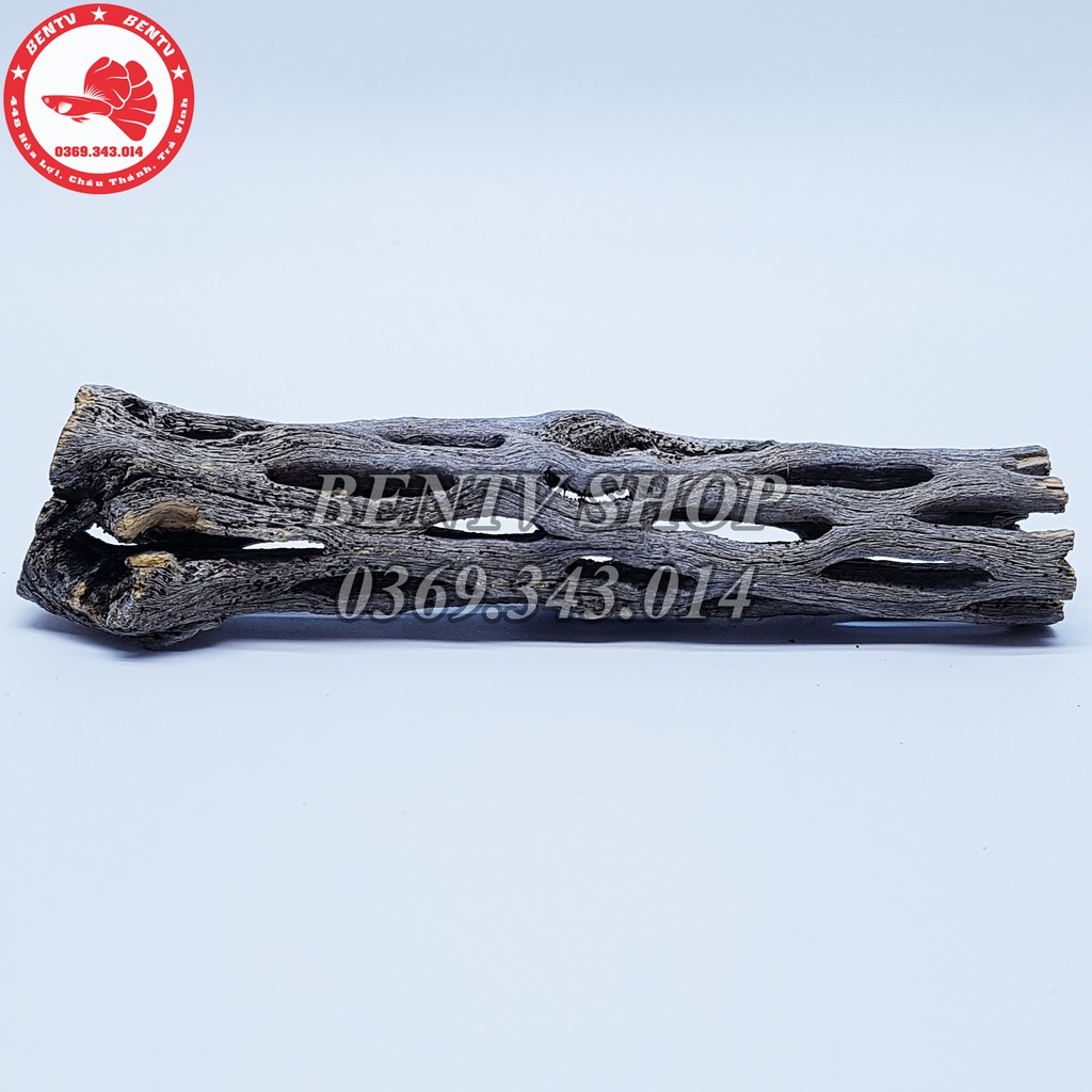 Lũa Cholla - Đồ Chơi Cho Tép Cảnh