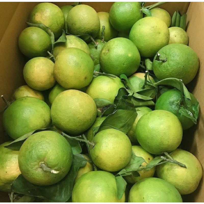 Cam xoàn Đồng Tháp (loại 1)