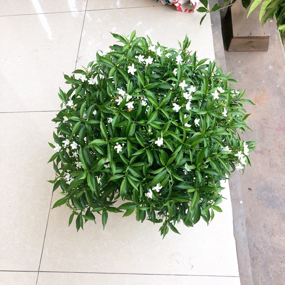 Cây mai vạn phúc cao 40-50 cm.