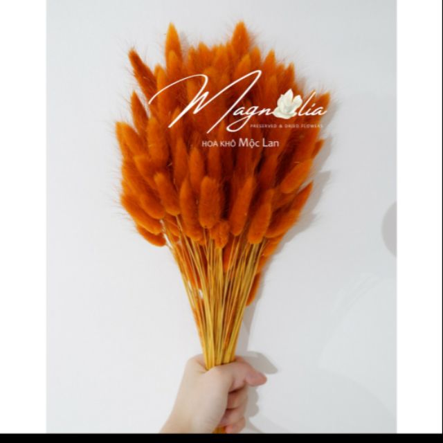 Hoa khô mộc lan QAM7787