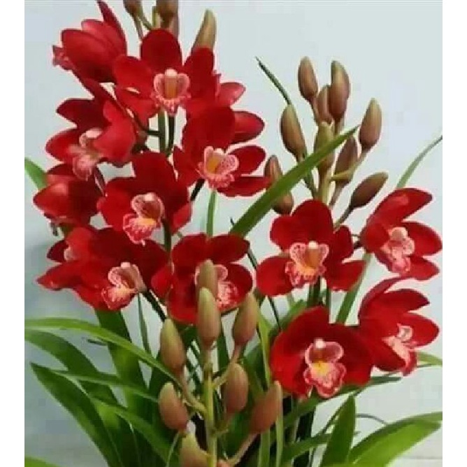 COMBO 3 củ giống địa lan santo hoa màu Đỏ
