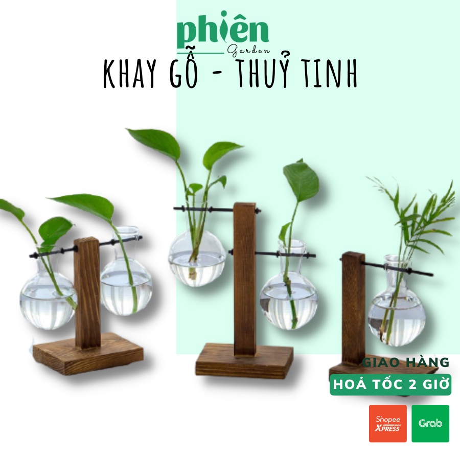 Bình thủy tinh khay đế gỗ trưng bày cây cảnh phong cách cổ điển cho gia đình