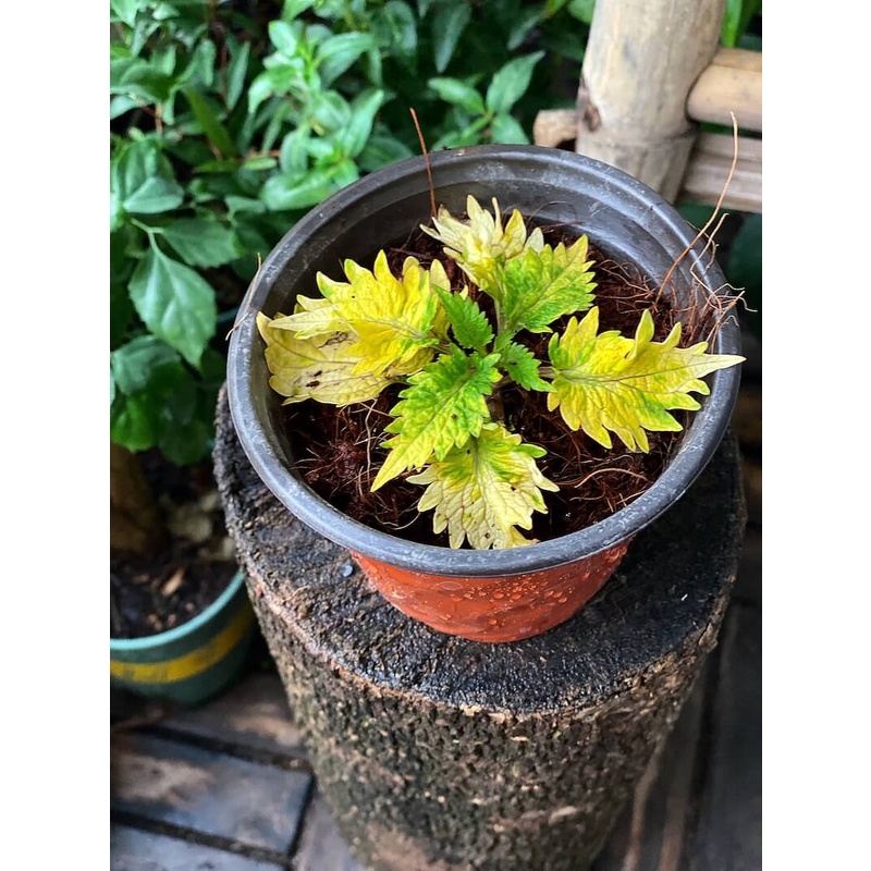 Cây Coleus scutellarioides Diane’s Gold (Lá Gấm Diane’s Gold) chậu nhựa 10cm