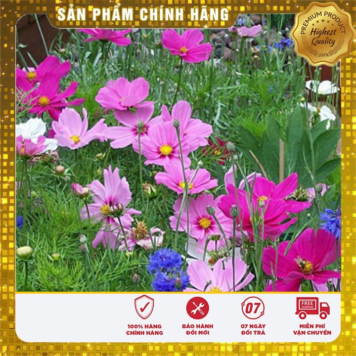 Hạt giống hoa cánh bướm sao nhái mix 50-100 hạt