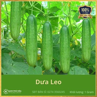 Hạt Giống Dưa Leo Lai F1 222 Trung Nông 1g/Gói -Trồng Quanh Năm,Năng Suất Cao, Dễ Trồng,Trái Xanh, Dài,Tốt Cho Sức Khoẻ
