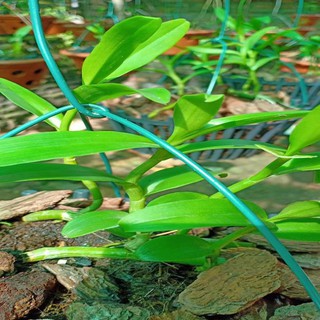 Hoa lan phi điệp - 5ct người đẹp bình dương(gieo hạt,cây năm 1,cao12cm)