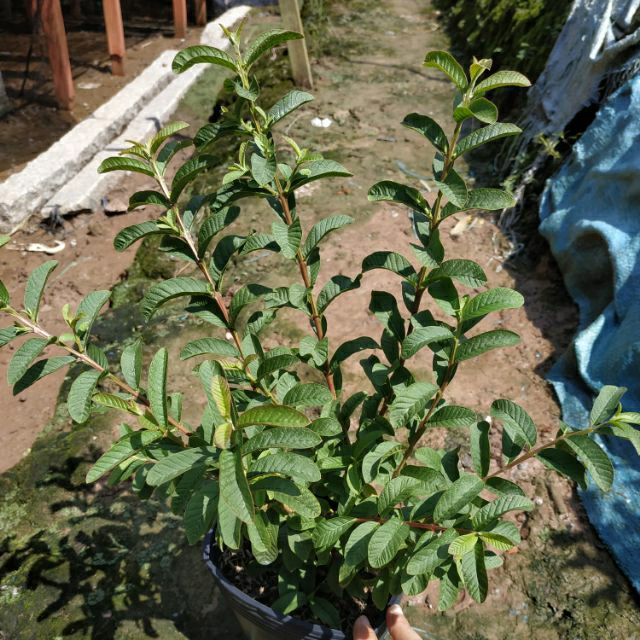 Cây ổi lá kim khi chín trái rất thơm