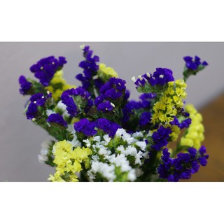 Hạt giống hoa Salem mix