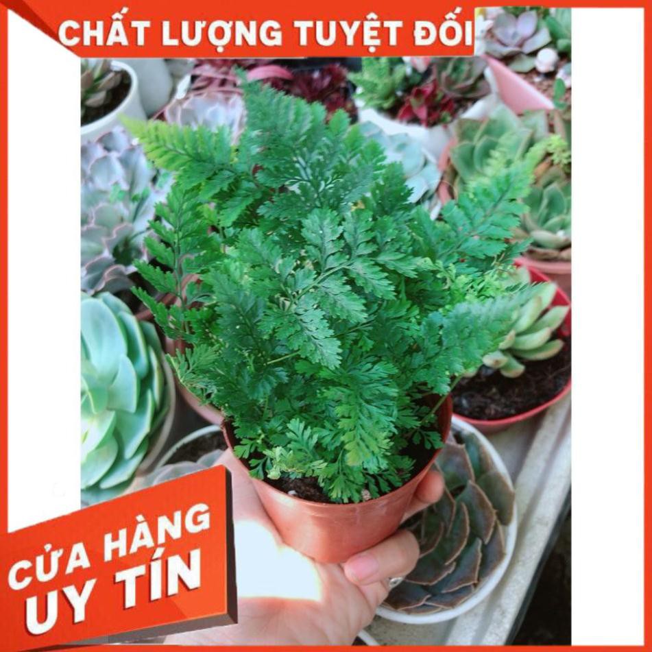 Cây Dương Sỉ Để Bàn Mini