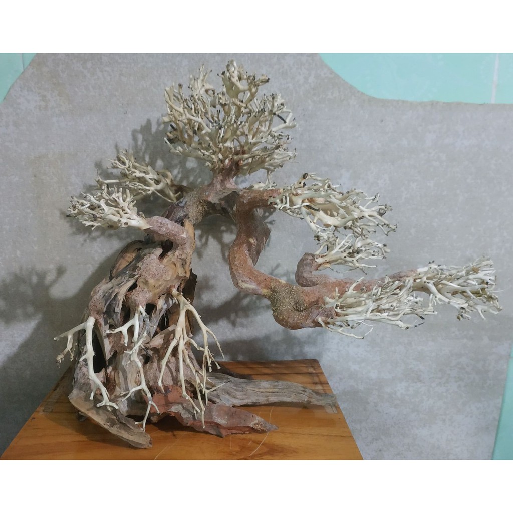 Lũa Bonsai Thủy Sinh