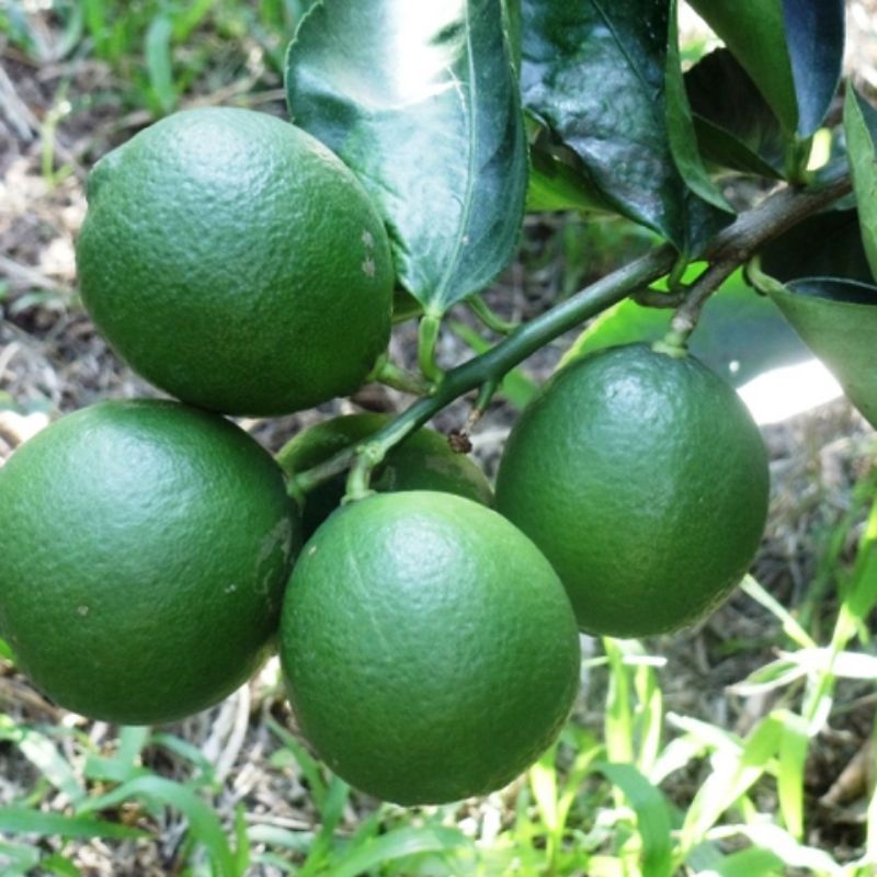 Cây CHANH GIẤY Bến Tre đang trái.