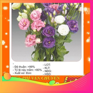 [TOP] Hạt Giống Hoa Cát Tường - 5 Hạt [ Tặng Kèm 1 Viên Nén Xơ Dừa ] VIETGAR