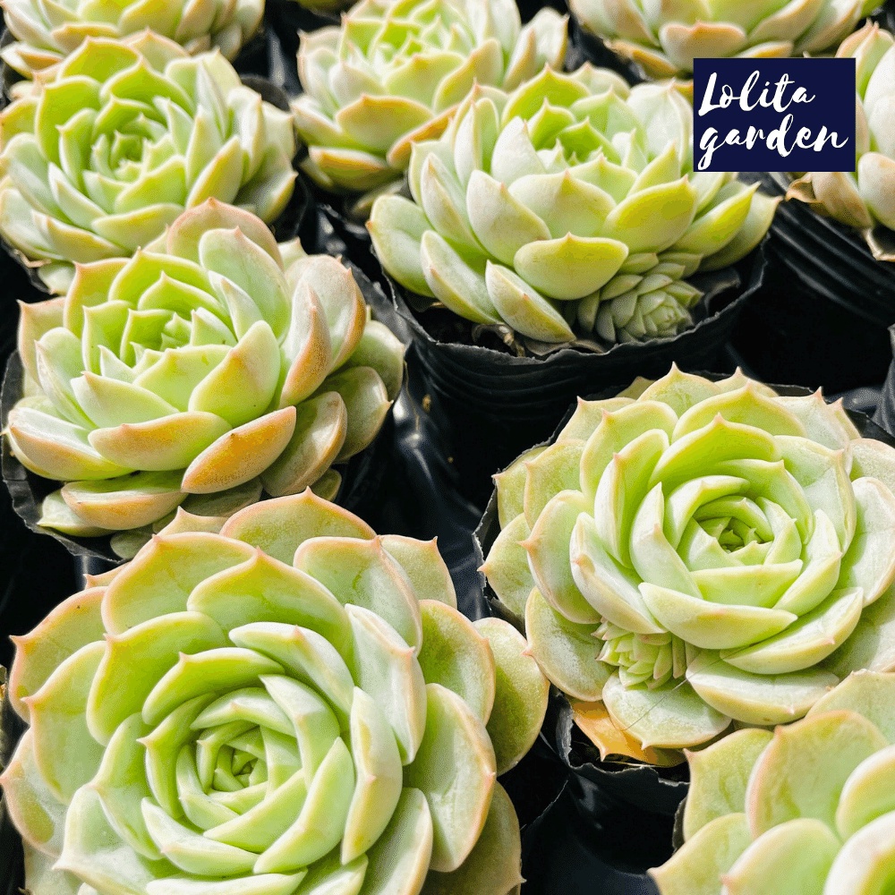 Sen đá ngọc bích Đà Lạt size bé cây cảnh trang trí nhà cửa Lolita garden