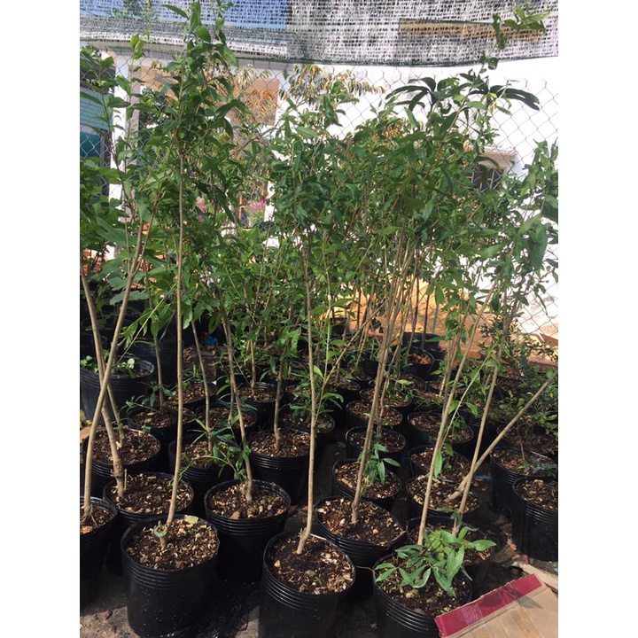 Cây Lựu Tím  trồng chậu