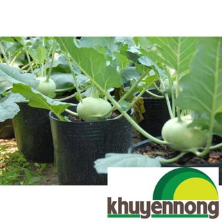 hạt giống xu hào xanh 200 hạt (su hào)
