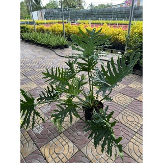 Trầu bà thanh xuân