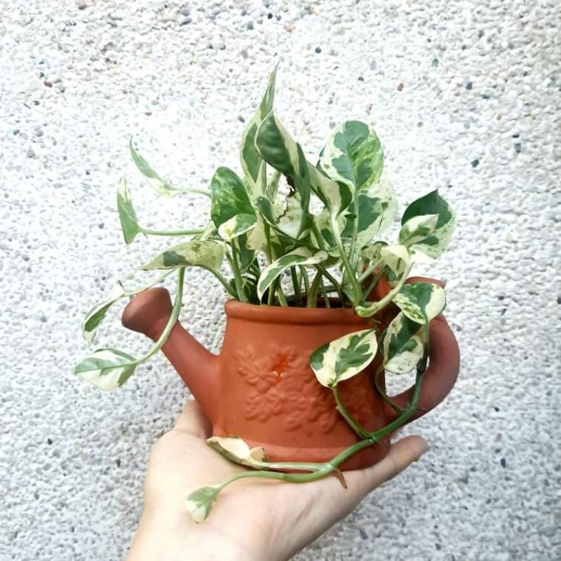 Chậu đất nung - chậu bình tưới cây