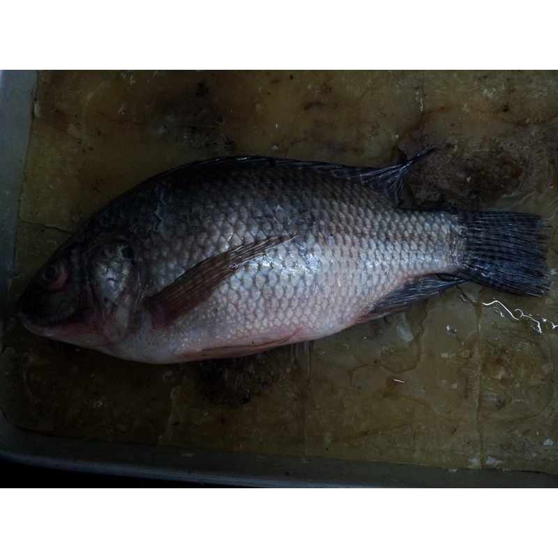 Mồi câu chuyên Rô hãng mồi câu cá mập đặc trị cá rô phi ,cá nước ngọt gói 500gram